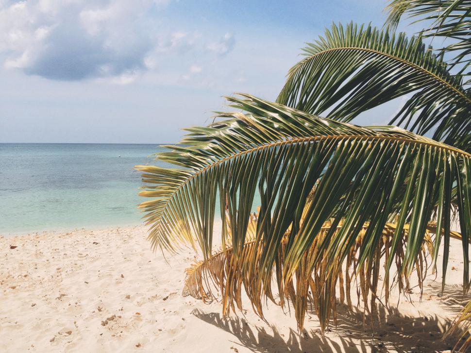 Free Image of Palm Tree on Beach With Ocean Background 