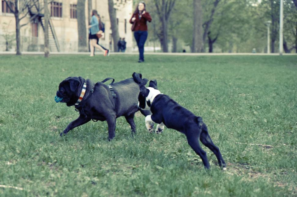 Free Image of Dogs Playing With Frisbee in Field 