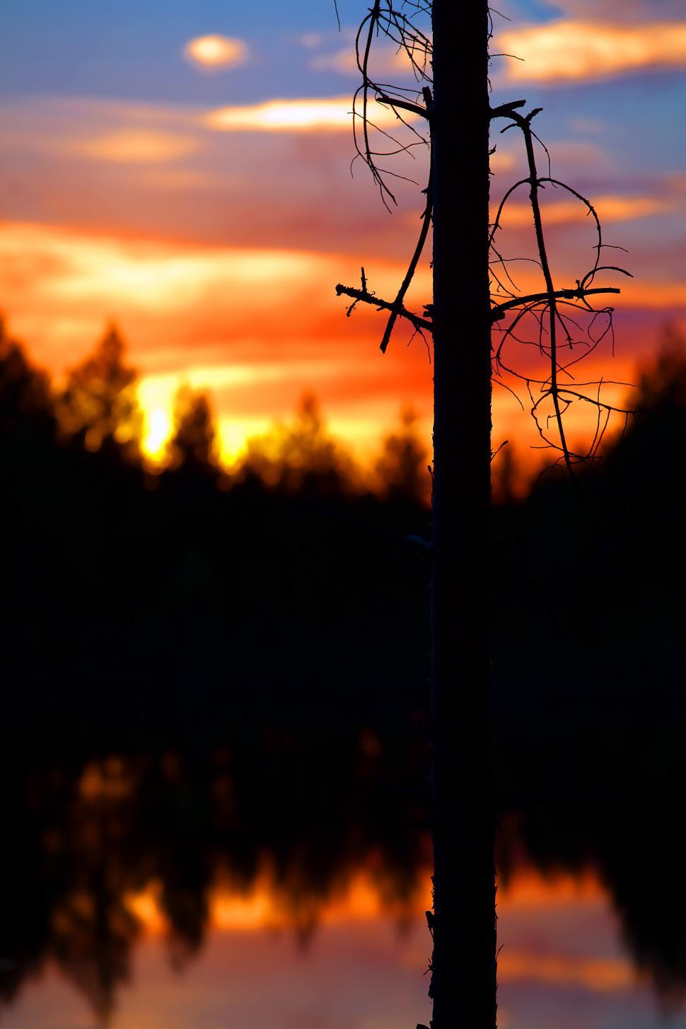 Free Image of Tree Standing in Water 