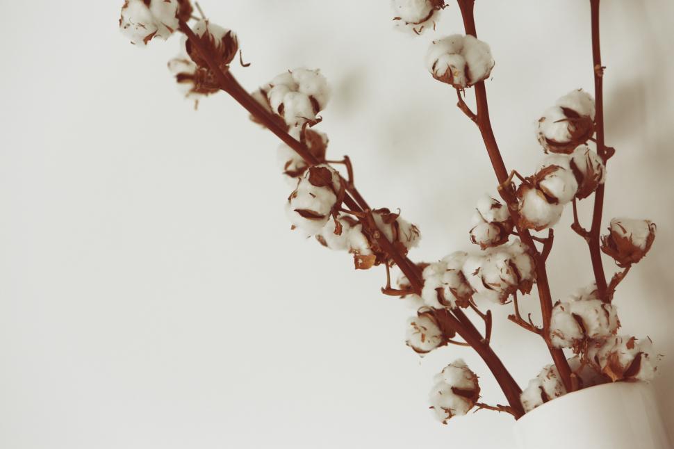 Free Image of Branch With Flowers in Black and White 