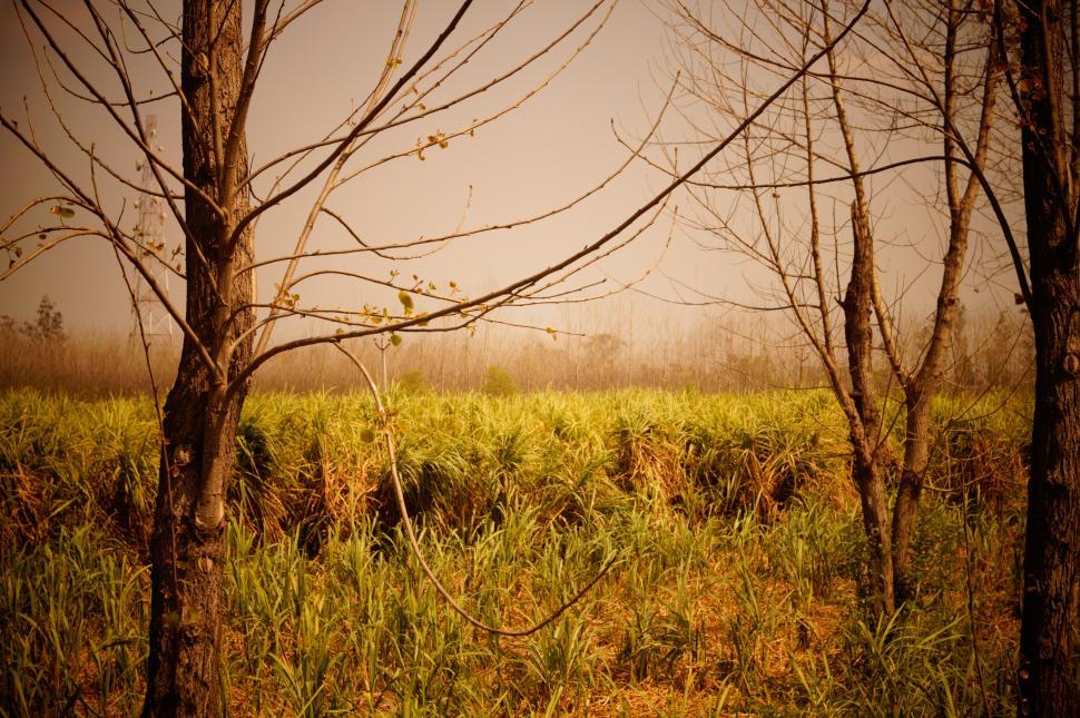 Free Image of Foggy Field With Trees 