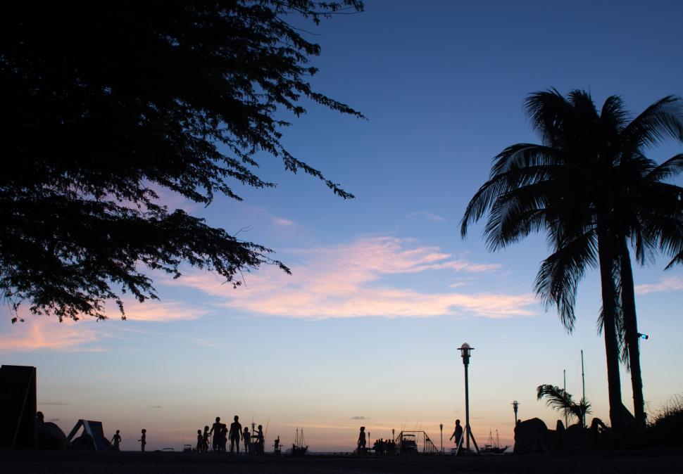 Free Image of Two Palm Trees Standing Together 