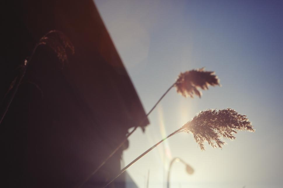 Free Image of Sun Shining Through Vehicle Window 