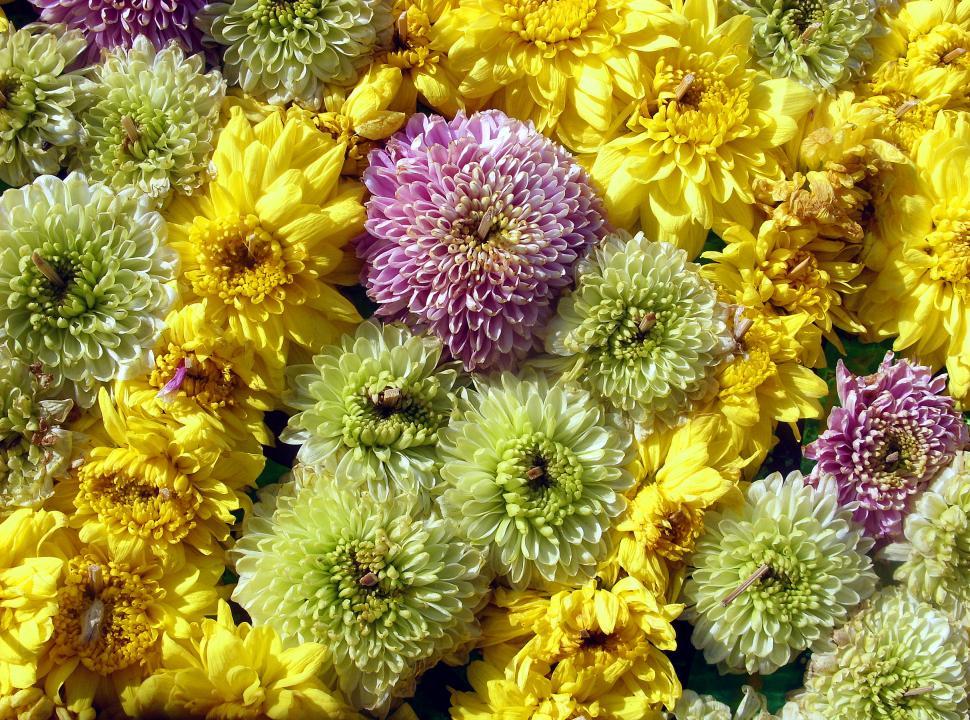 Free Image of Floral texture  