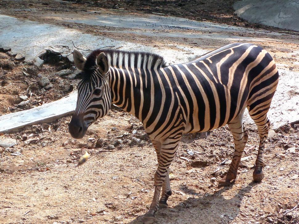 Free Image of Zebra 