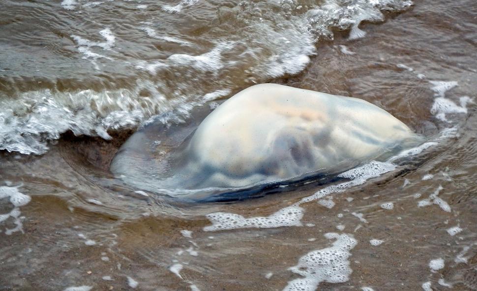 Free Image of Jellyfish Washed up  