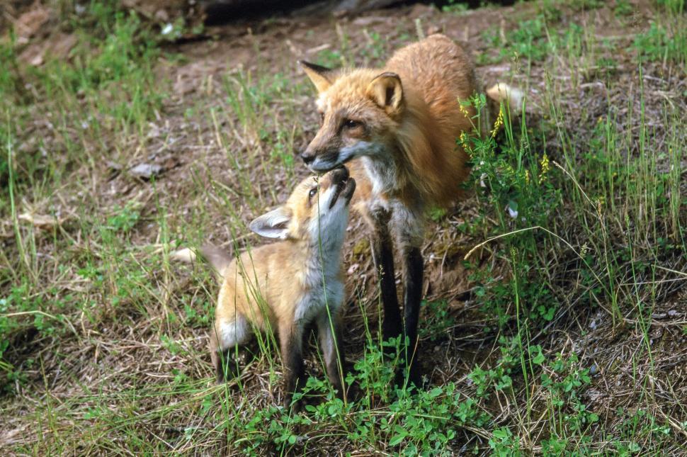 Free Image of Red Fox Vixen and Kit 