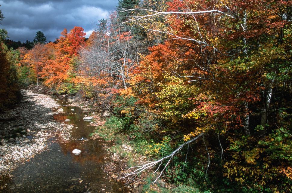 Free Image of Northern Deciduous Forest 
