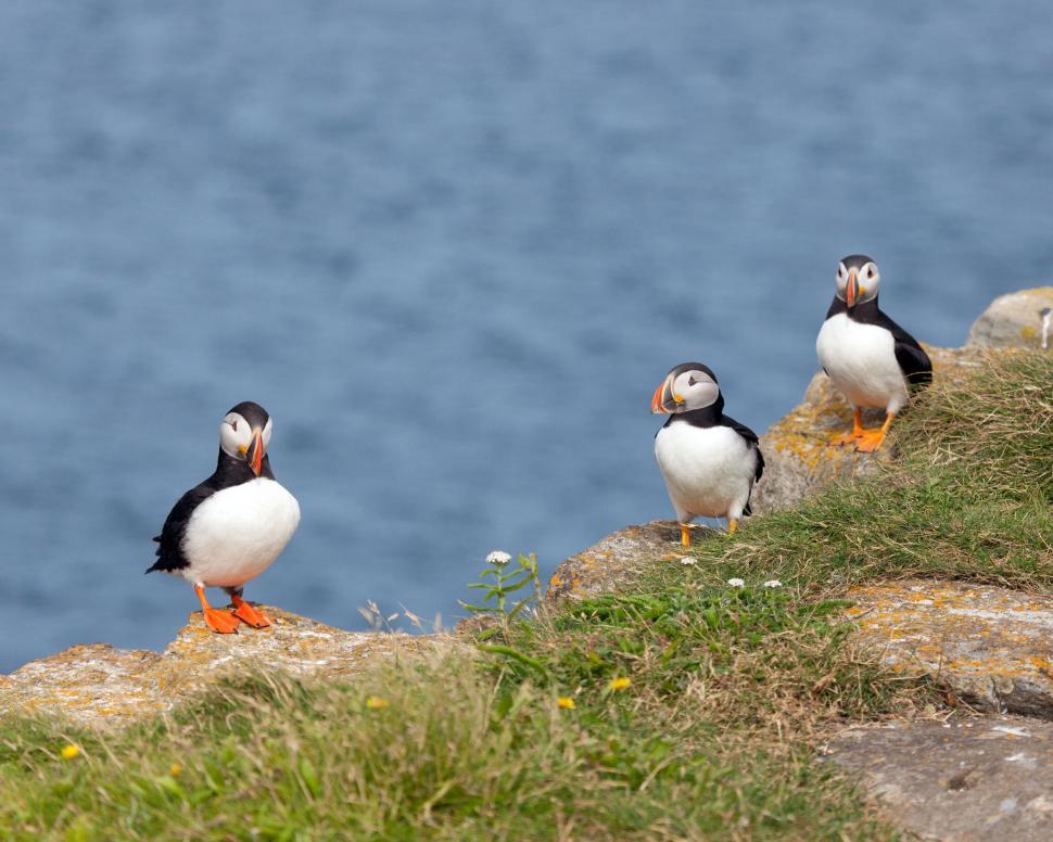 Free Image of Three Puffins on Rocks 
