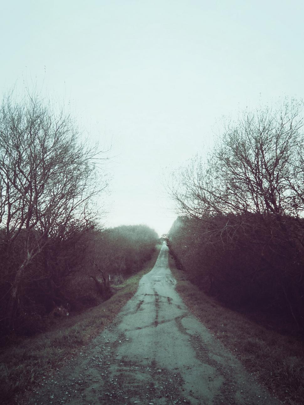 Free Image of Dirt Road Surrounded by Trees and Bushes 