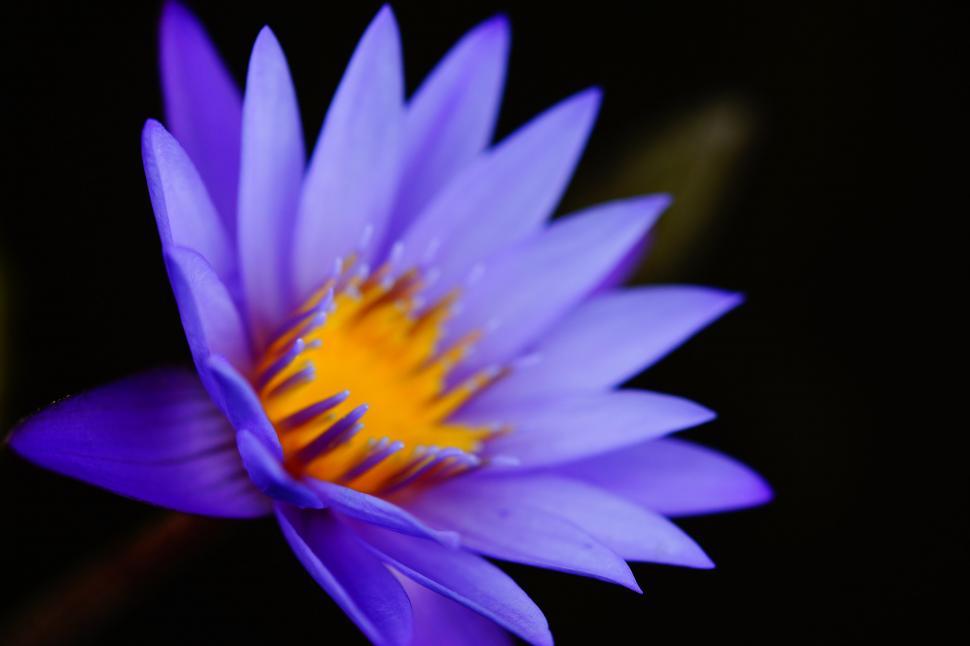 Free Image of Purple flower on black 