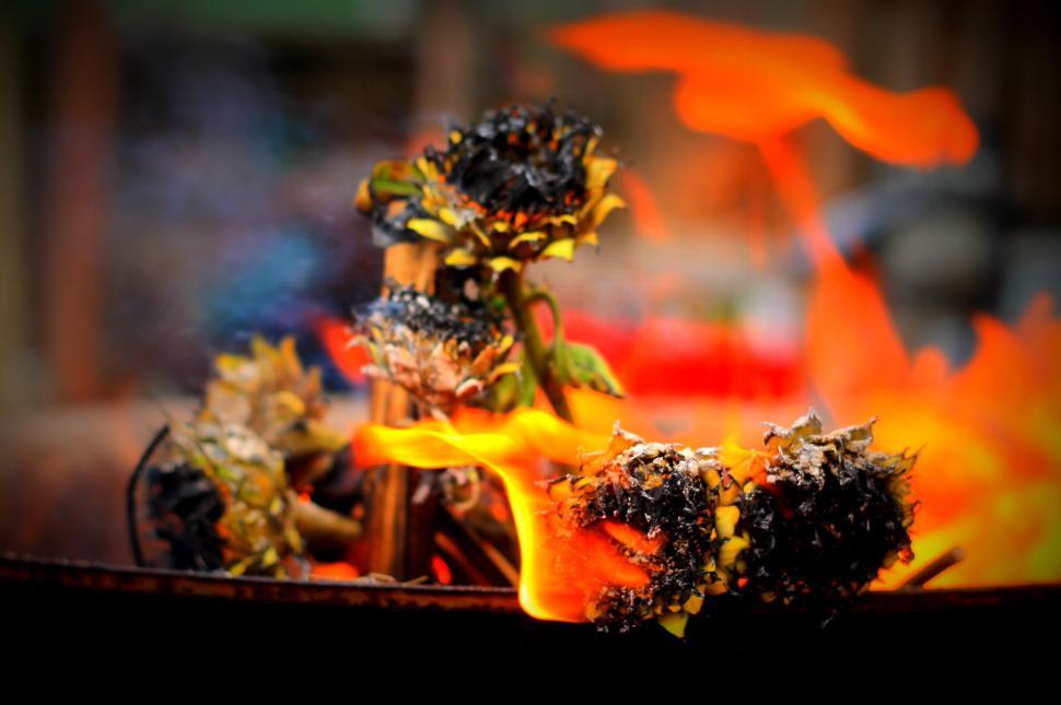 Free Image of Intense Flames Coming Out of a Fire 