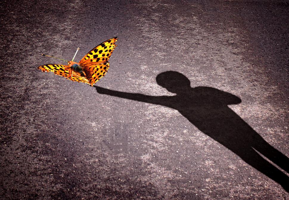 Free Image of Shadow of a little boy touching a butterfly - Discovery and curi 