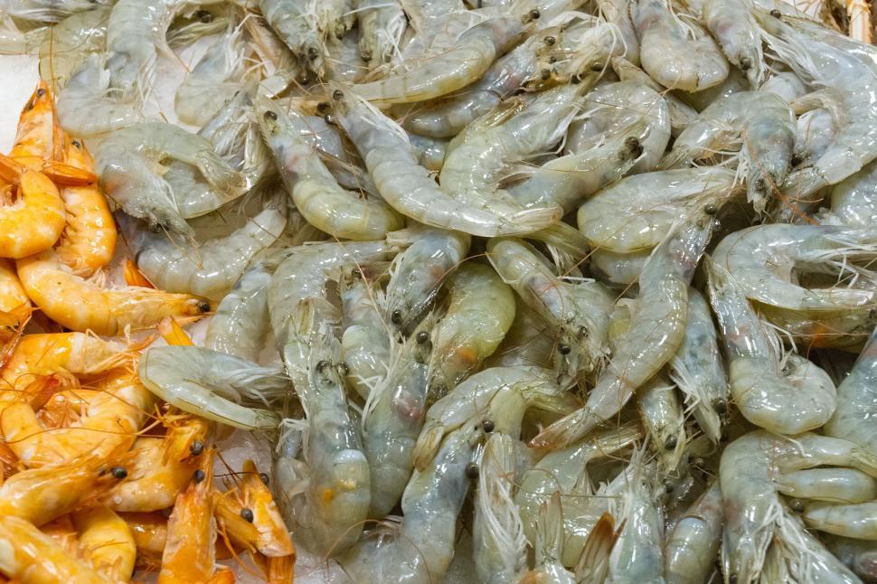 Free Image of White and Pink Shrimp 