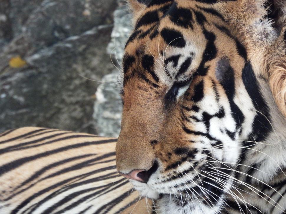 Free Image of Resting Tiger  