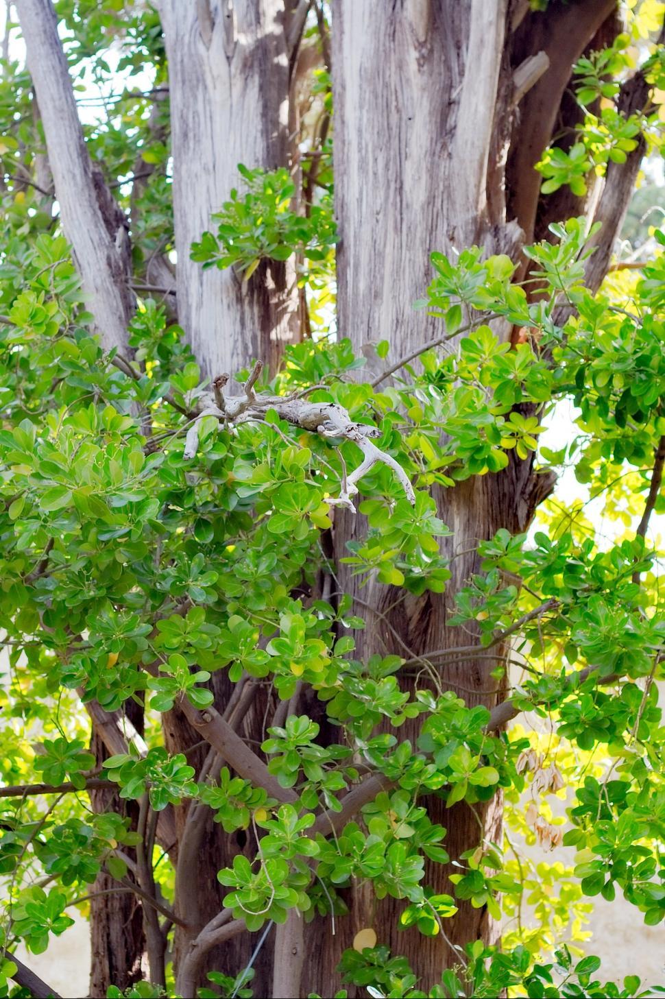 Free Image of Spring detail 