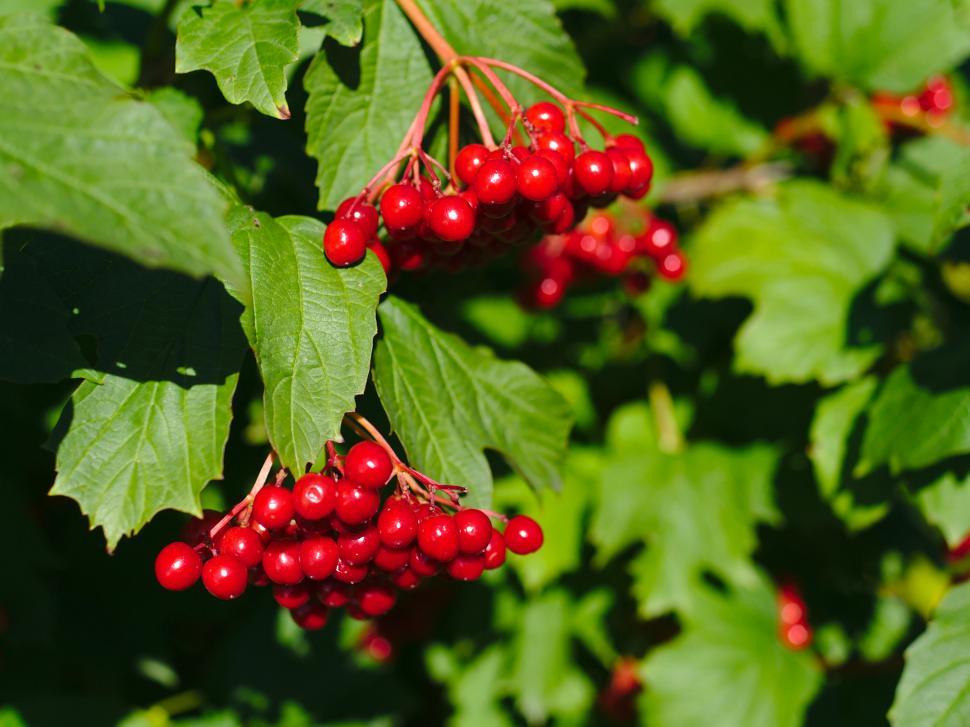 Free Image of Ripe viburnum 