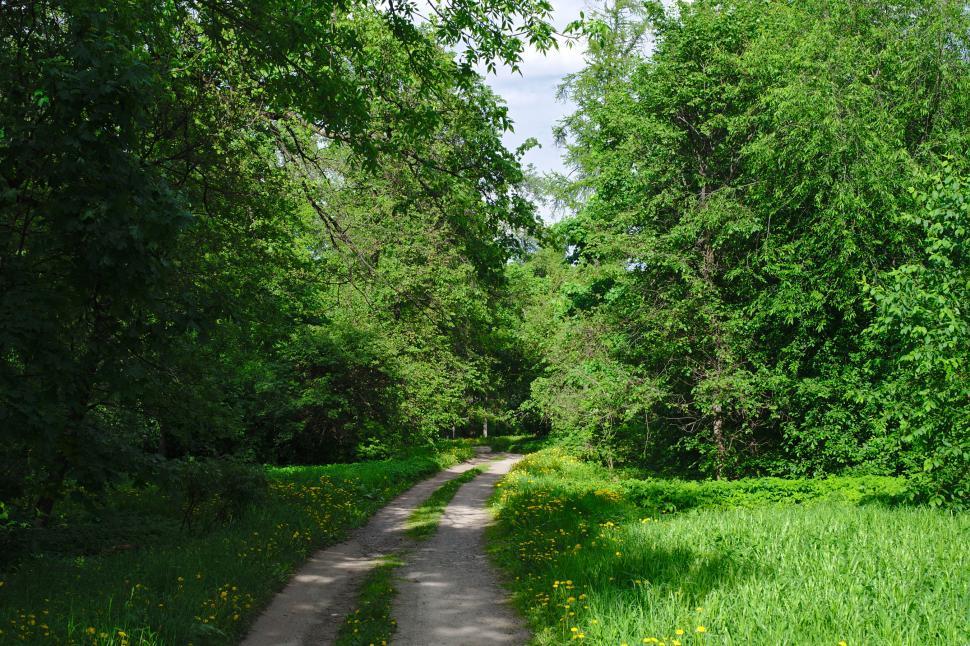 Free Image of Summer road 