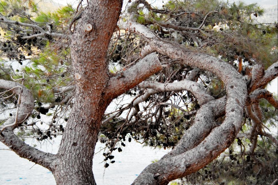 Free Image of Warped pine 