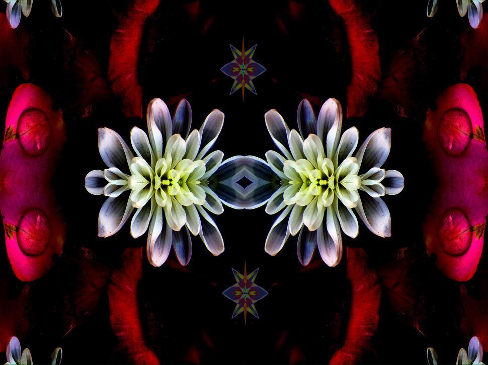 Free Image of Dark Petals 