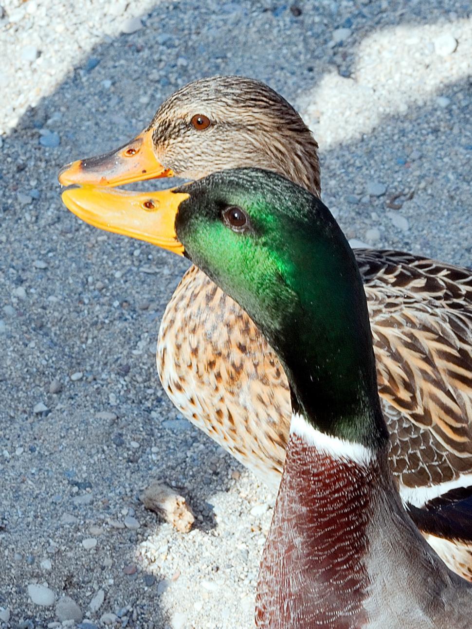 Free Image of A nice pair 