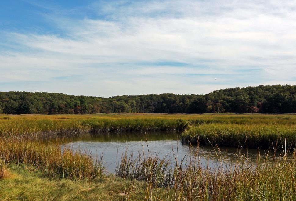 Free Image of Salt Marsh, Cheesequake State Park, NJ 