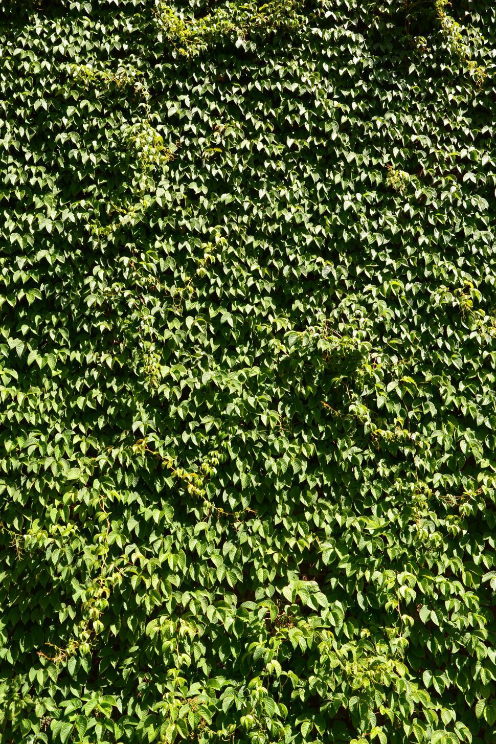 Free Image of Creeper on the wall  