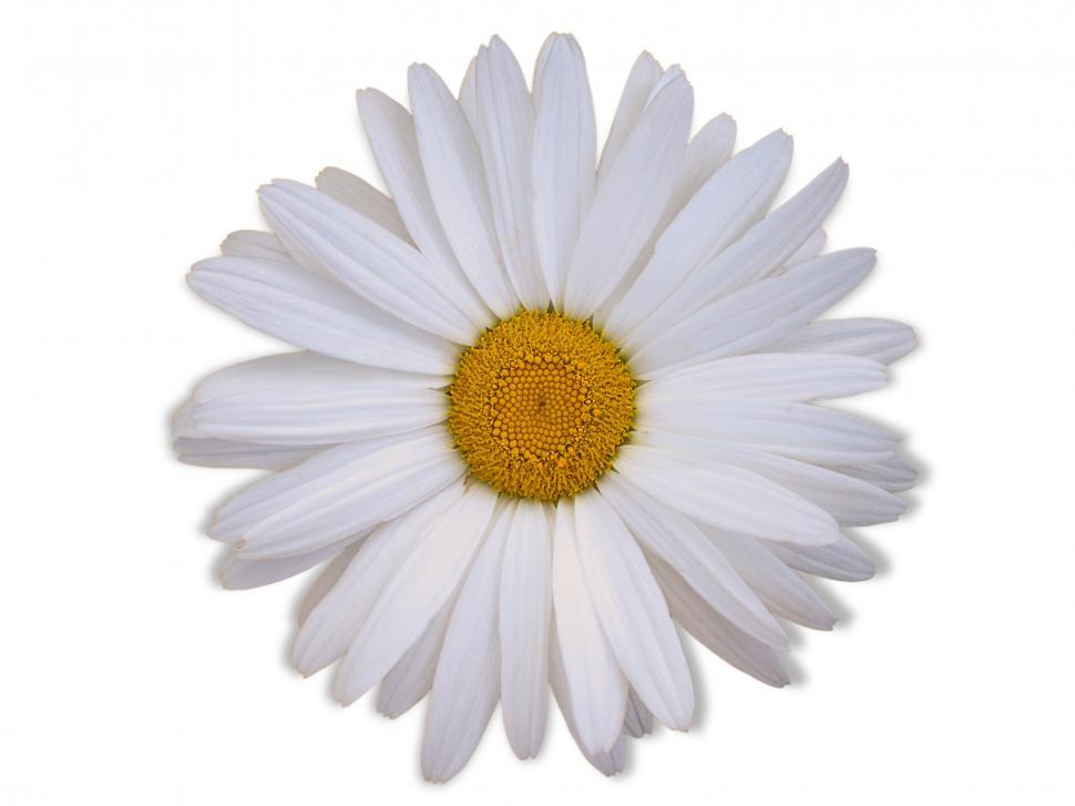 Free Image of Daisy Flower 