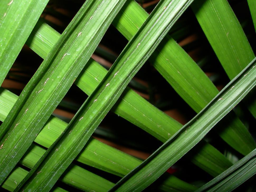 Free Image of Leaves 