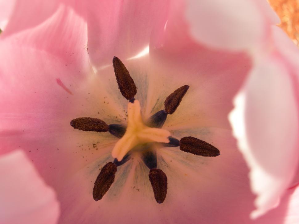 Free Image of Flowers 