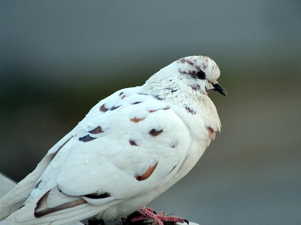 Free Image of White pigeon 