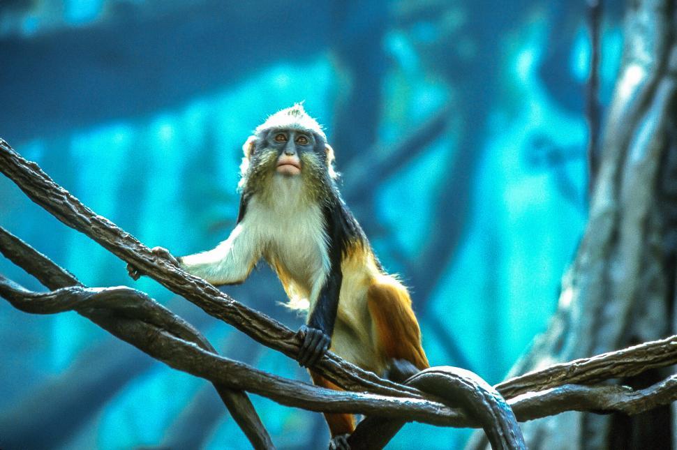 Free Image of Wolf s mona monkey also known as Wolf s guenon 