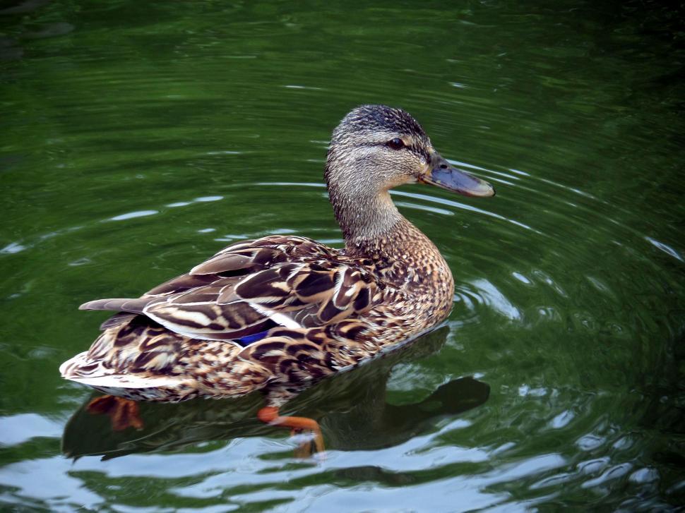 Free Image of Female Mallard Duck 