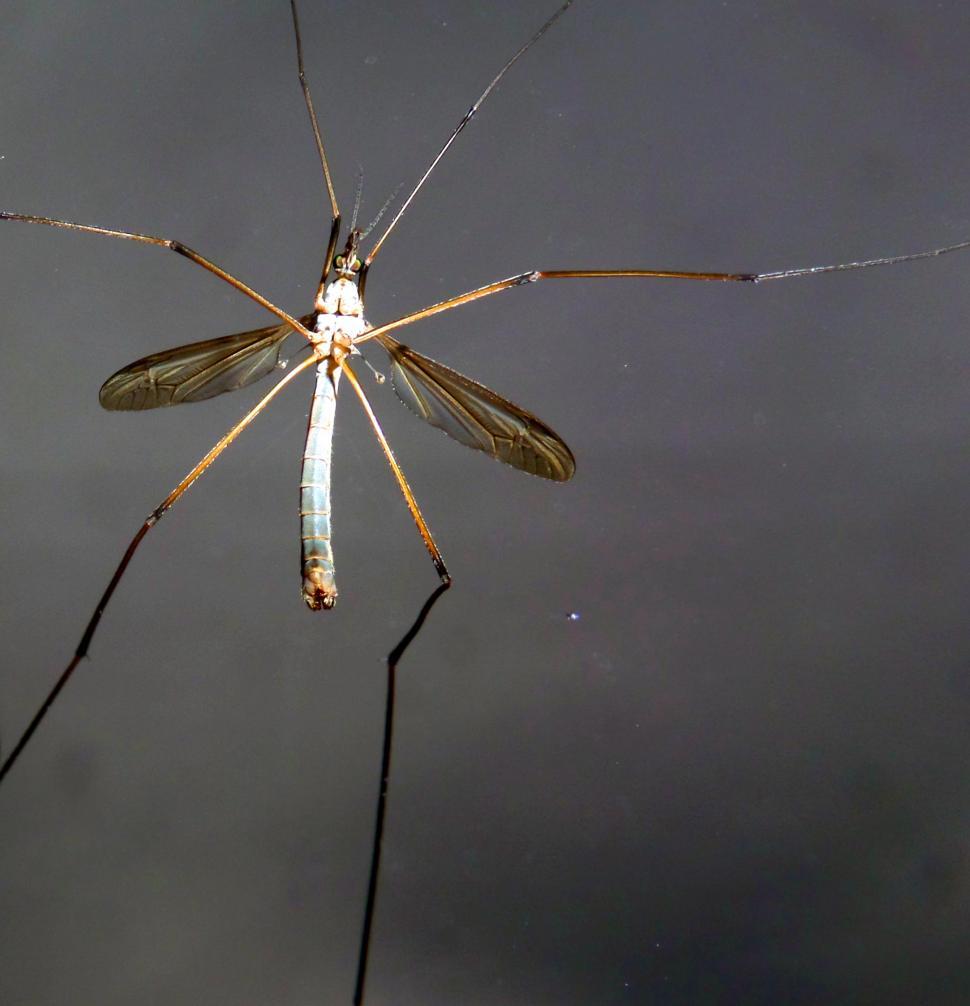 Free Image of Cranefly underside 