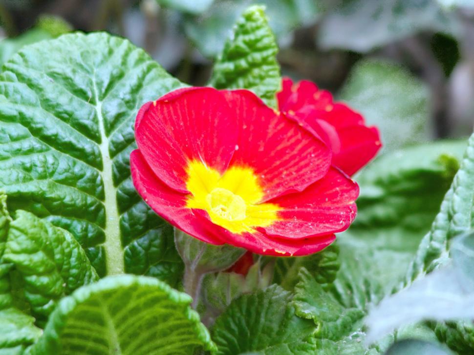 Free Image of Red flower 