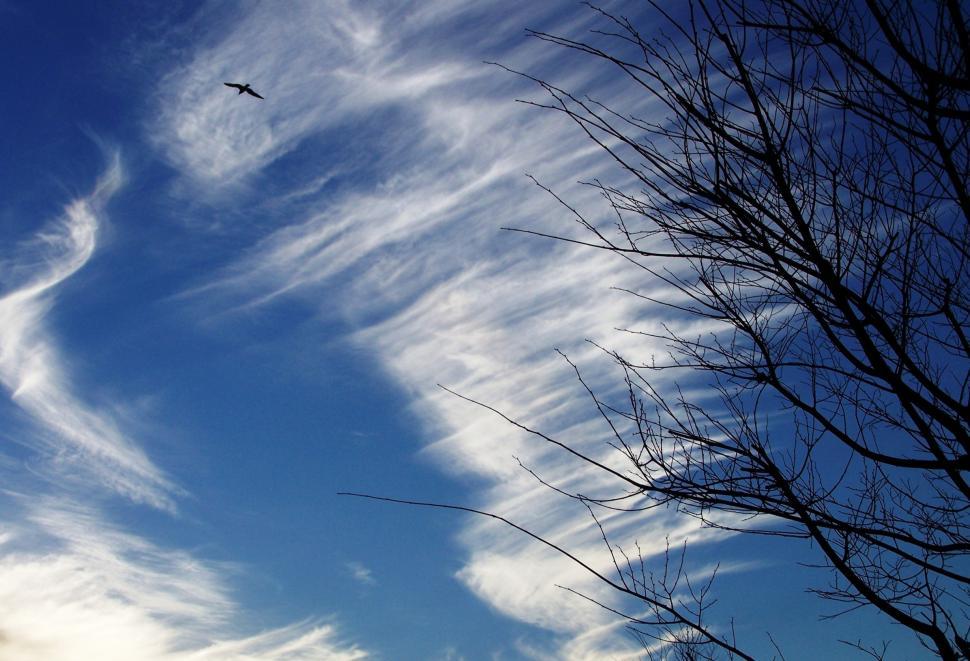 Free Image of Lone Bird Flying 