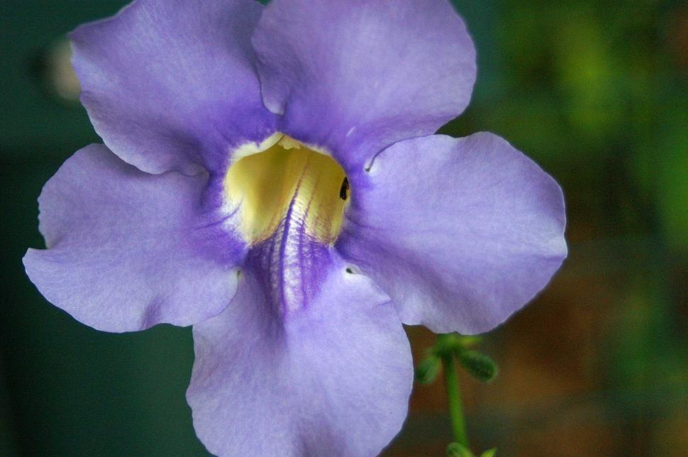 Free Image of Flowers 