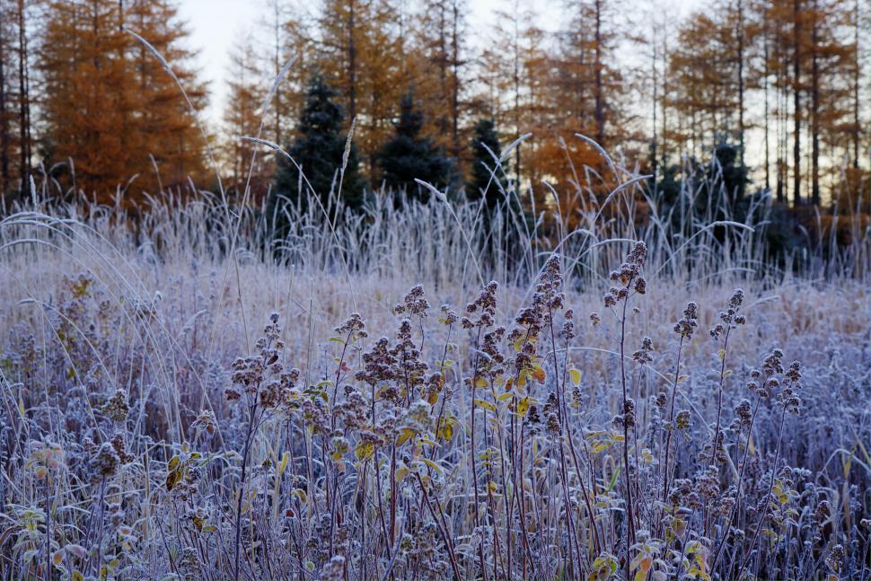 Free Image of Forst Covered Plants 