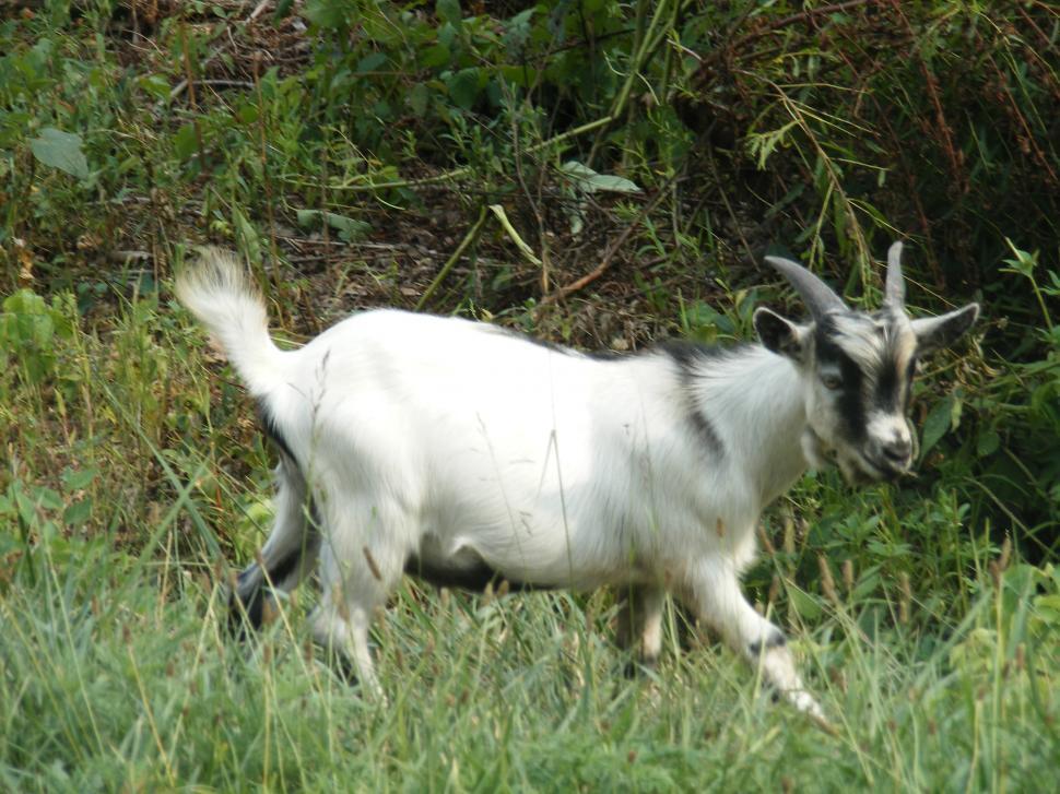 Free Image of Wild goat 