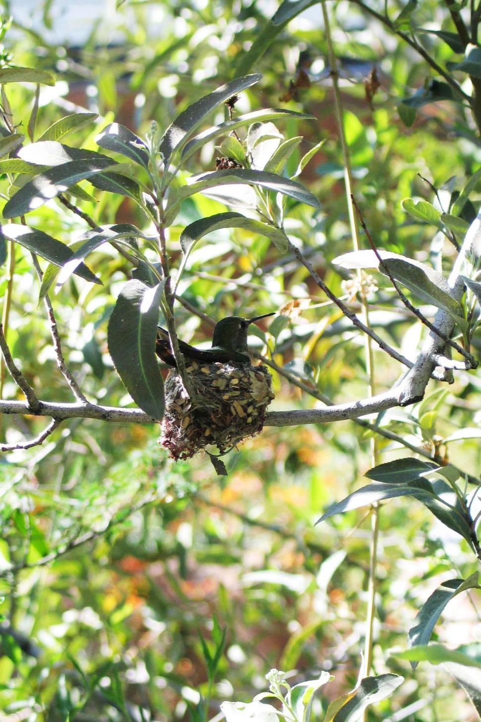 Free Image of Bird Sitting on Branch in Tree 