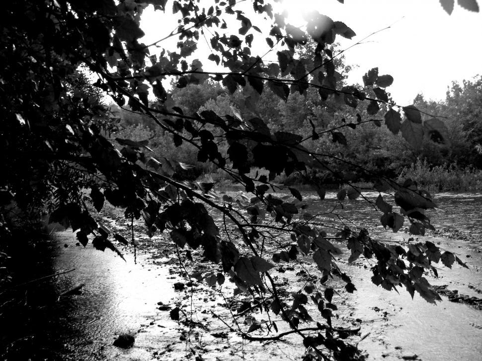 Free Image of River Thru the Trees 