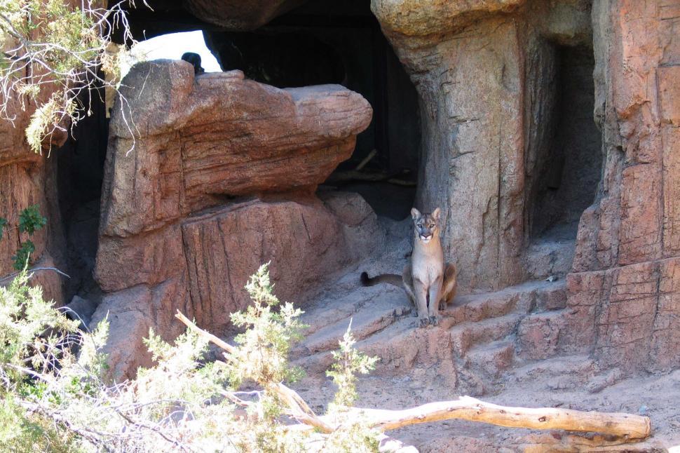 Free Image of Small Animal Standing in Cave 