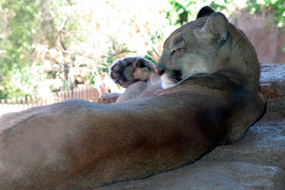 Free Image of Mountain Lion Resting on Rock 
