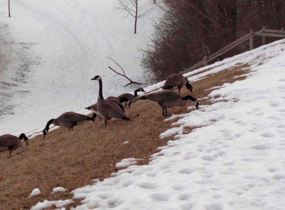Free Image of Chilly Geese 