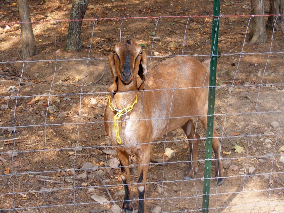 Free Image of Goat - behind fence 