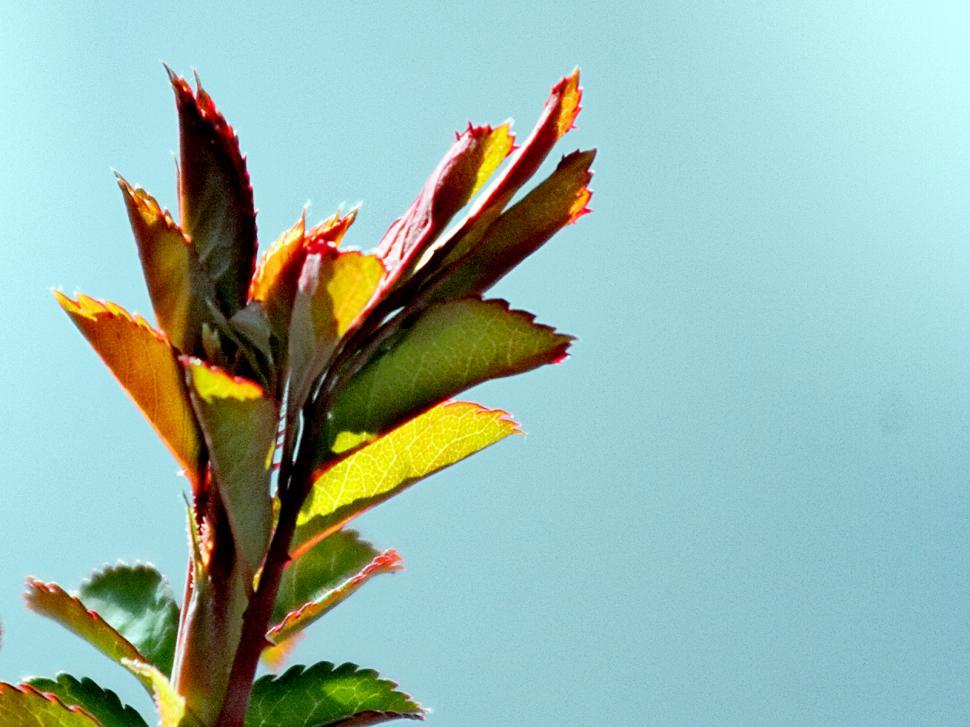 Free Image of Spring leafs 