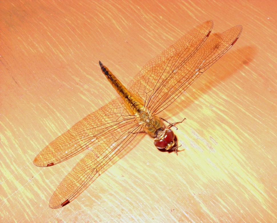 Free Image of Dragonfly 