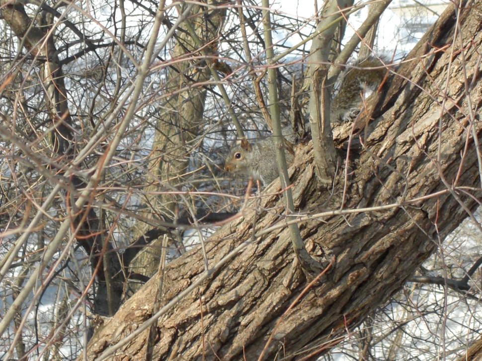 Free Image of Camouflage Squirrel 