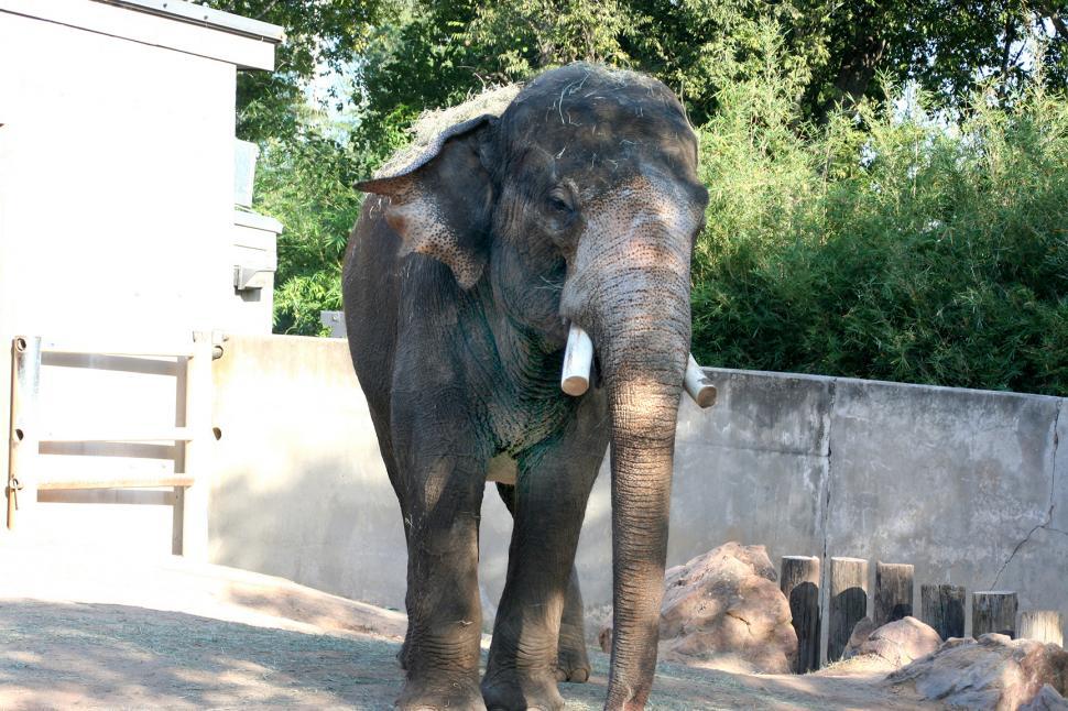 Free Image of Elephant 