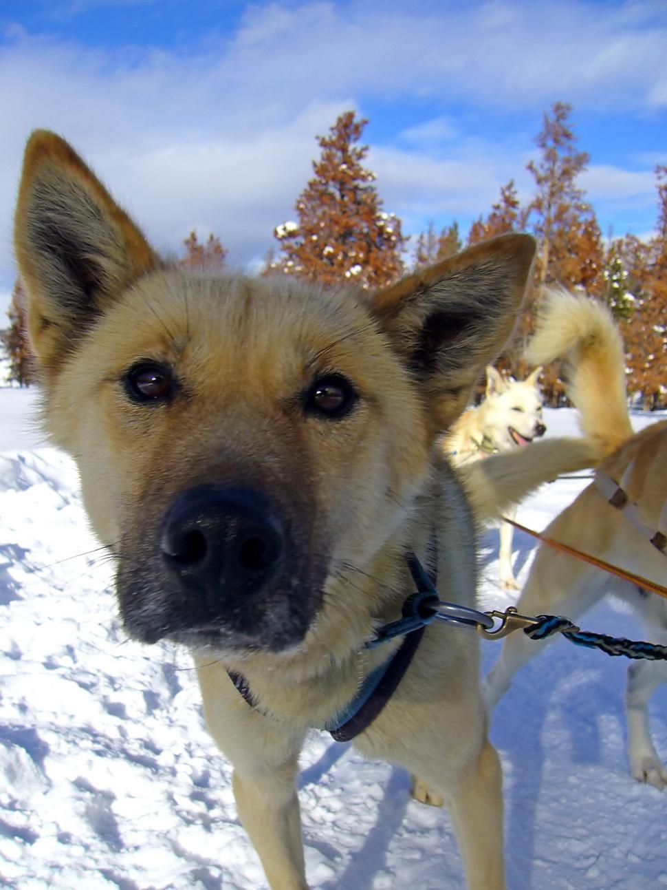 Free Image of Husky 